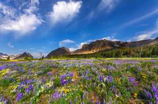 Wildflowers of the Many Glacier area-4367 2.jpg
